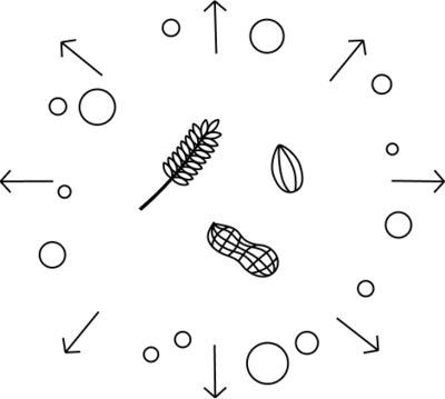 Diagram of phytate rich foods being absorbed with the help of Goodphyte supplements