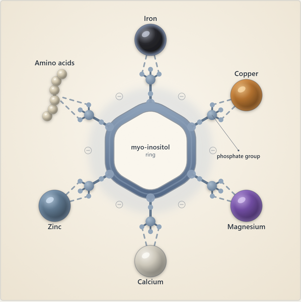 Phytic acid: a myo-inositol ring whose six phosphate groups grip iron, copper, magnesium, zinc, calcium and amino acids